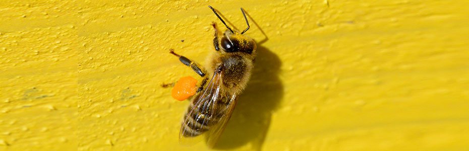 Pčela sa polenom na nogicama